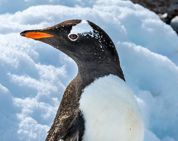 Gentoo penguin Snow Highway Rookery-Damoy Point-Antarctic Peninsula-Antarctica